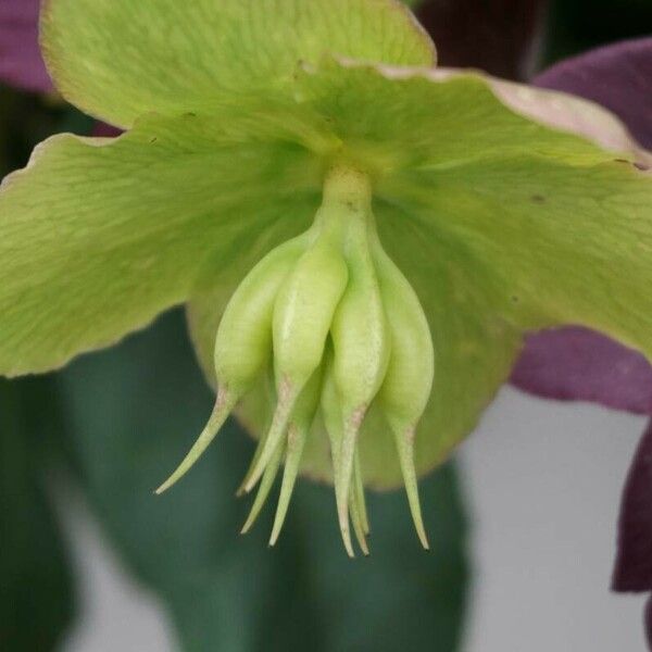 Helleborus orientalis Övriga