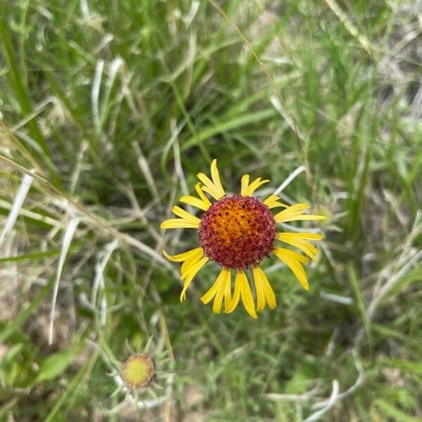 Gaillardia pinnatifida Flower