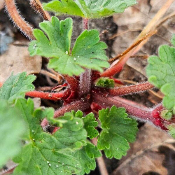 Geranium rotundifolium кора