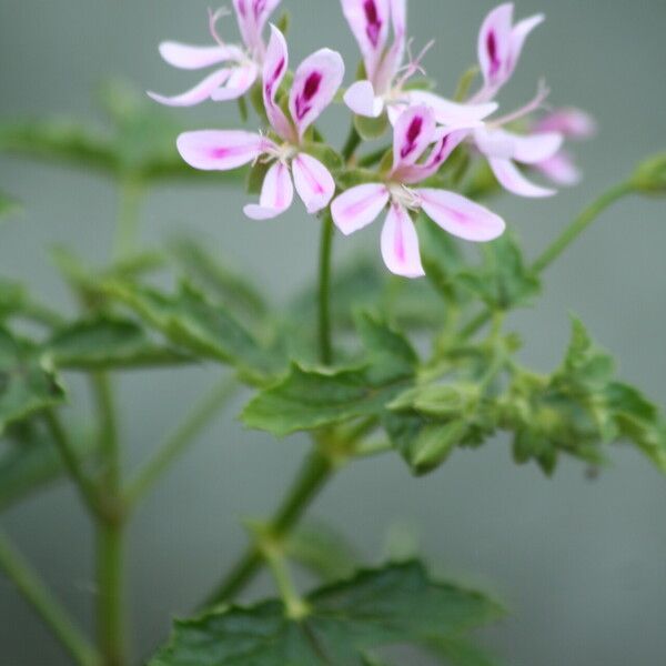 Pelargonium glutinosum (Pheasant-foot geranium)