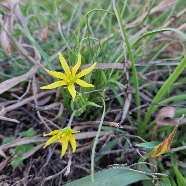 Gagea pratensis Flower