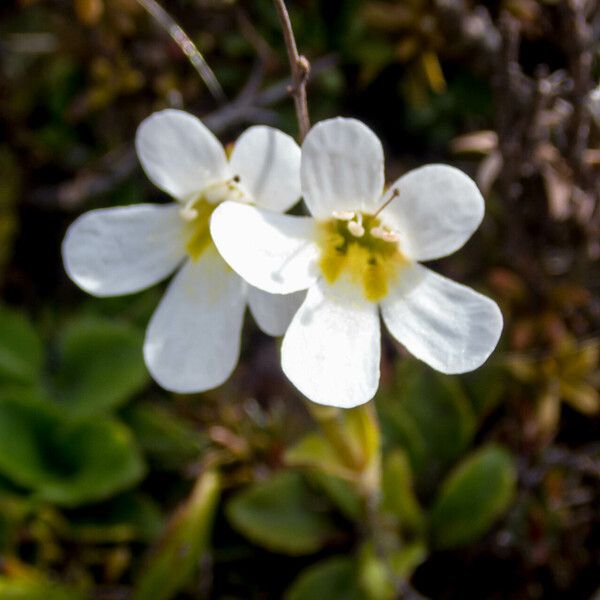 Diapensia lapponica 花