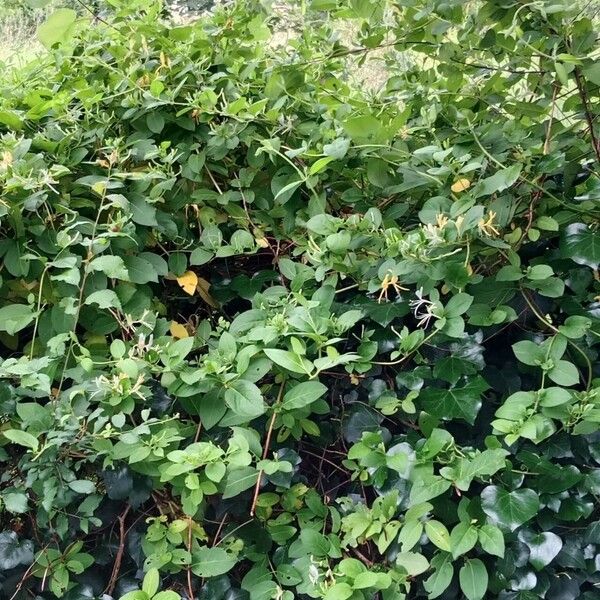 Lonicera japonica عادت