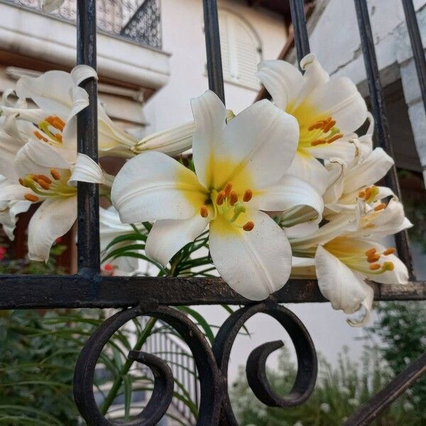 Lilium regale Flor