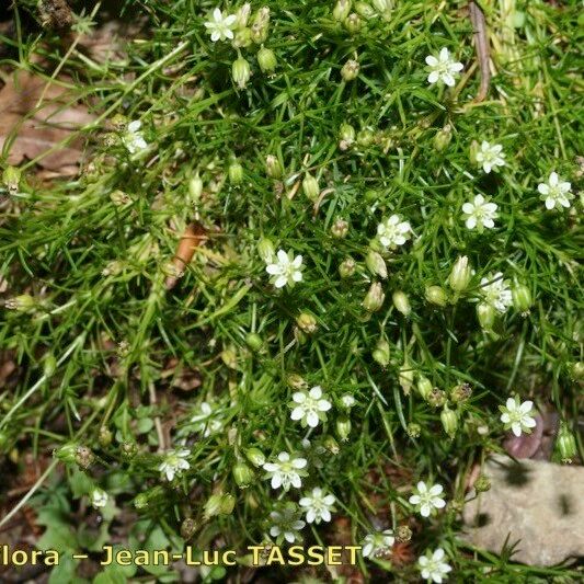 Sagina saginoides Hábitos