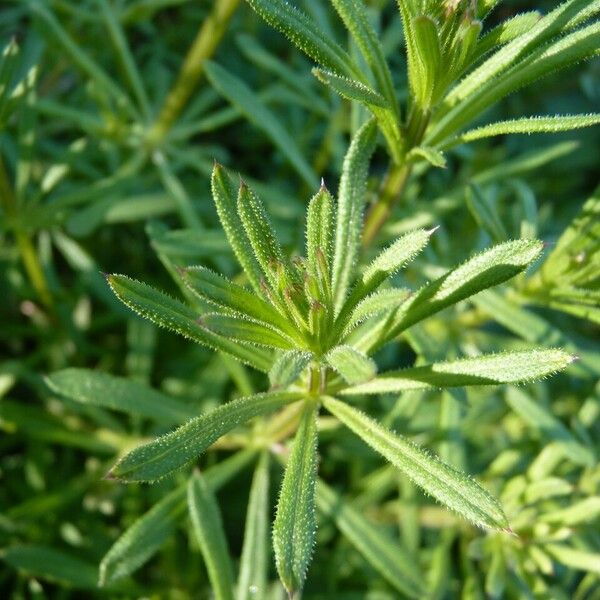 Galium aparine Blatt