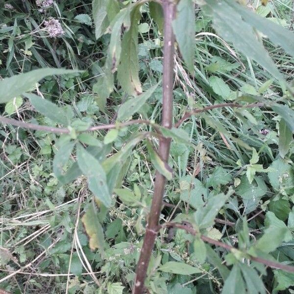 Eupatorium cannabinum Кара