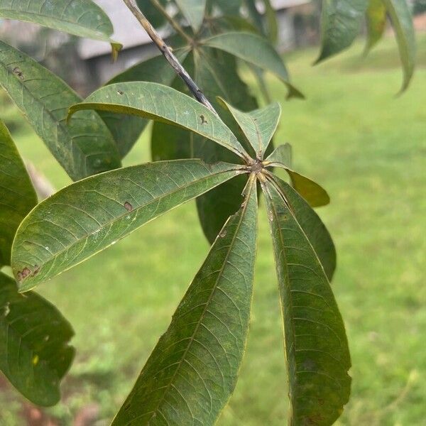 Ceiba pentandra برگ