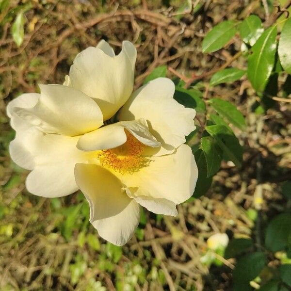 Rosa bracteata Flor