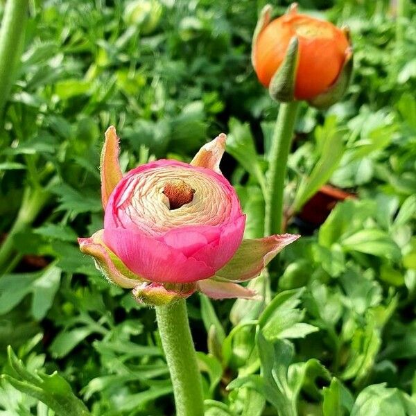 Ranunculus asiaticus 叶