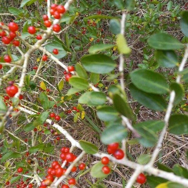 Ilex decidua Folha