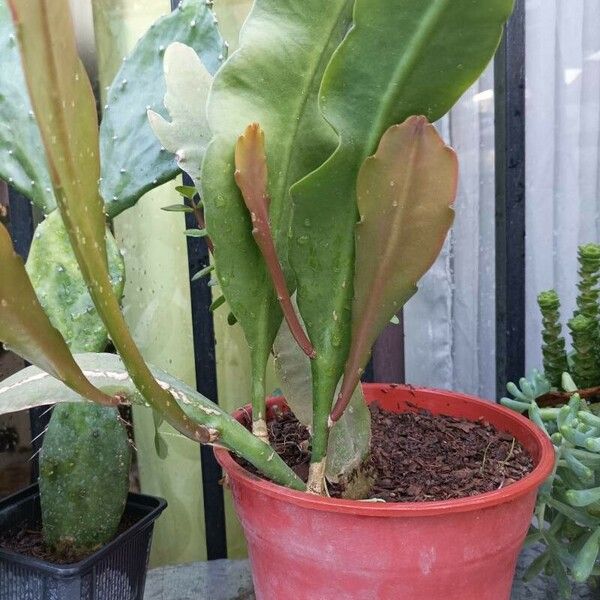 Epiphyllum phyllanthus Flower