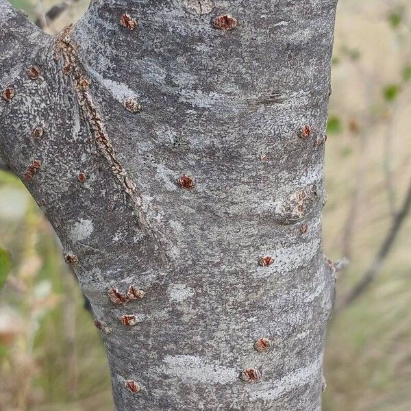 Populus alba Кора