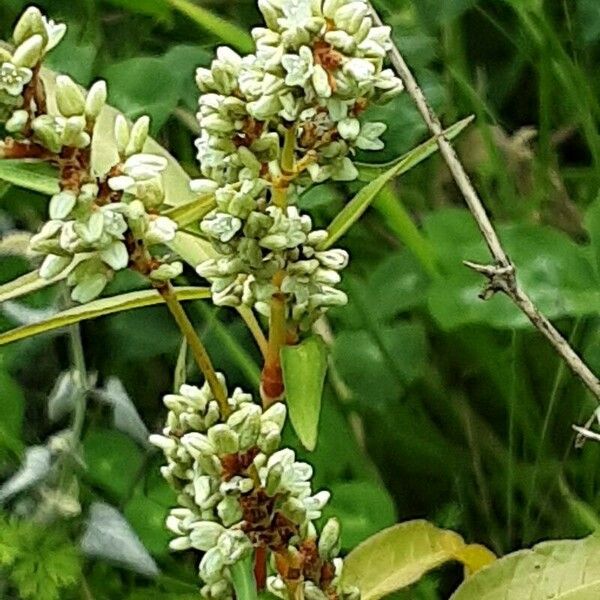 Persicaria lapathifolia Flower