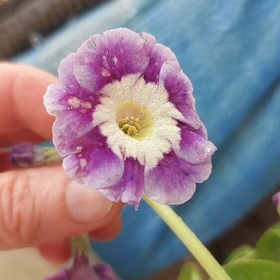 Primula auricula Цветок