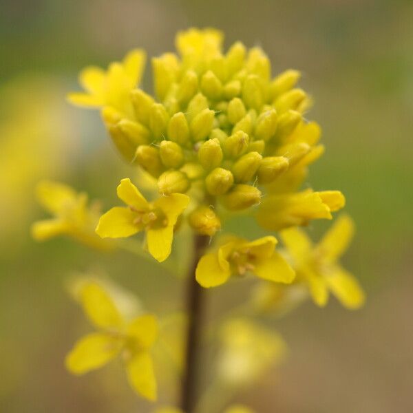 Sisymbrium altissimum Flor