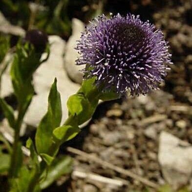 Globularia vulgaris Flor