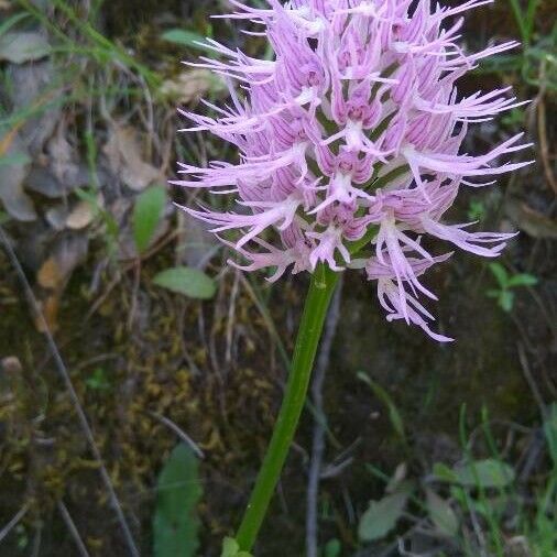 Orchis italica 花