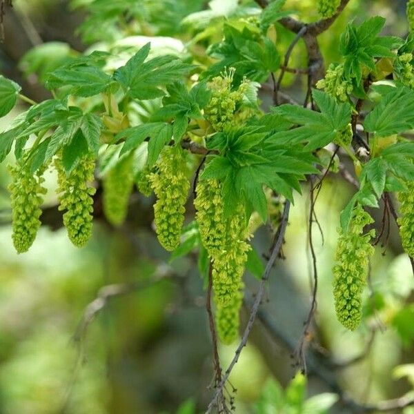 Acer macrophyllum Žiedas