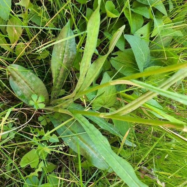 Dactylorhiza fuchsii 叶