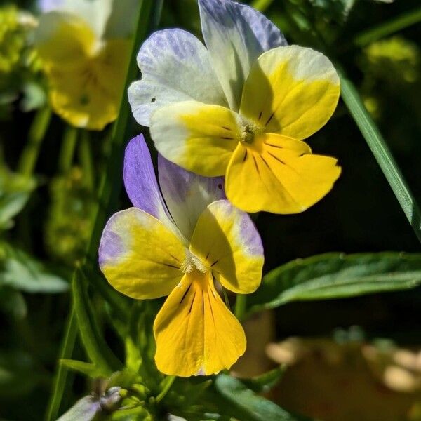 Viola tricolor Blomst