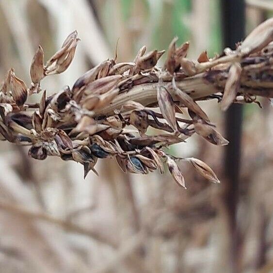 Sorghum bicolor ফল