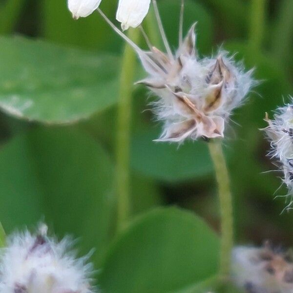 Plantago lagopus Λουλούδι