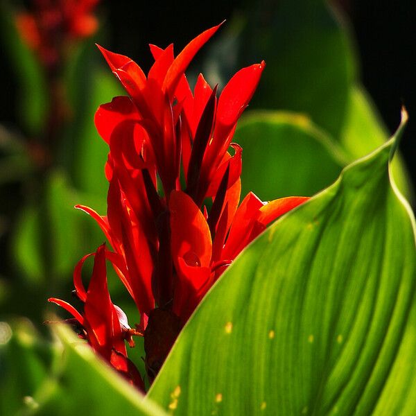 Canna indica 花