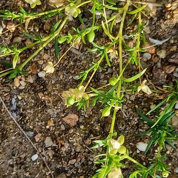 Sagina procumbens Écorce