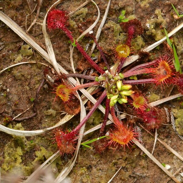 Drosera rotundifolia Kéreg