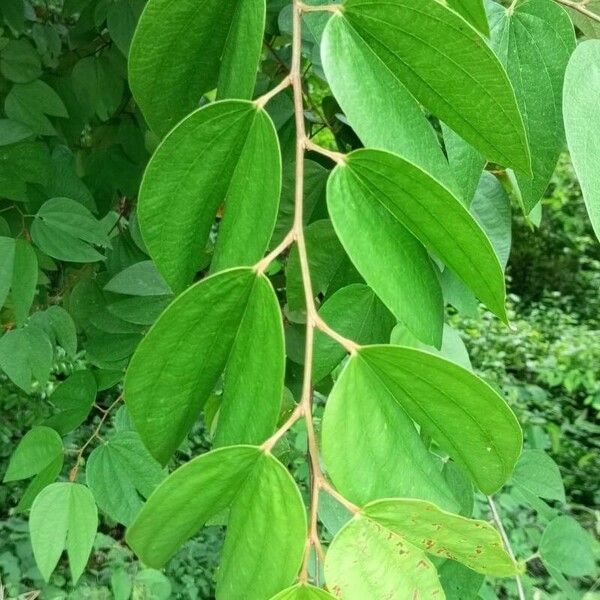 Bauhinia ungulata Fulla