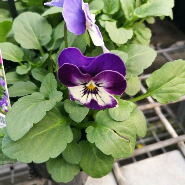 Viola x wittrockiana Цветок