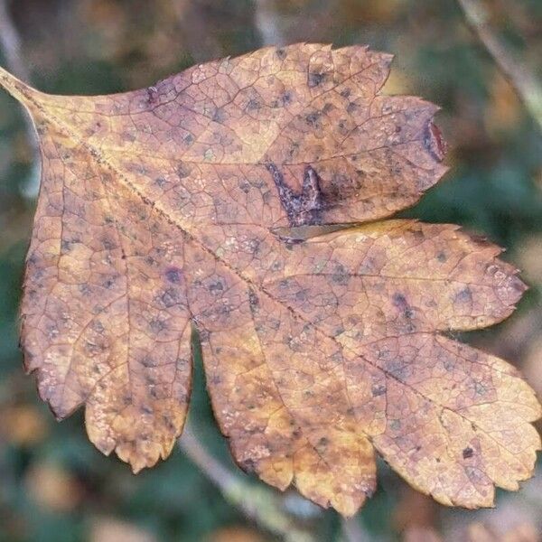 Crataegus laciniata Leaf