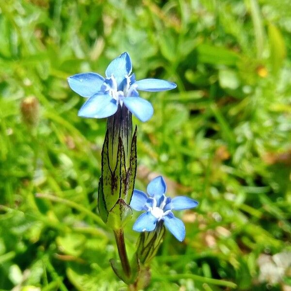 Gentiana nivalis 花