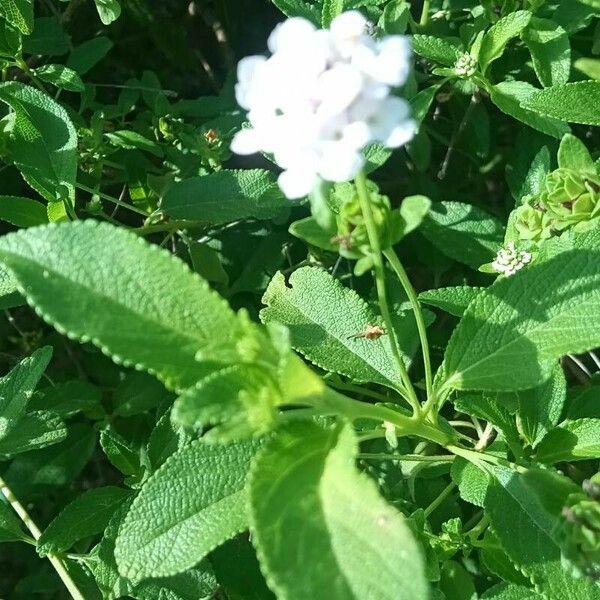 Lantana involucrata Kvet