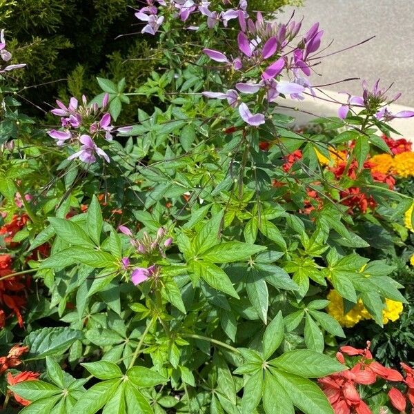 Cleome houtteana 整株植物