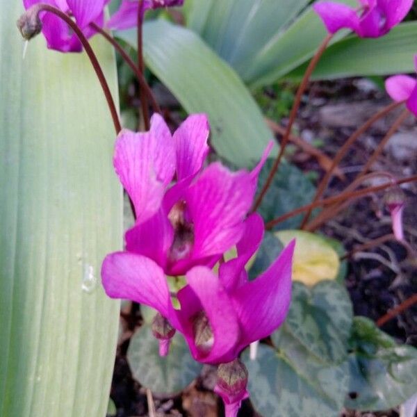 Cyclamen purpurascens Virág