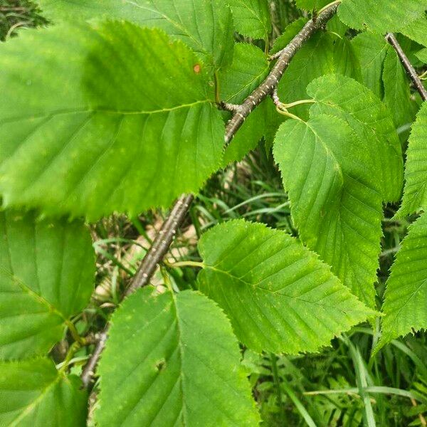 Betula alleghaniensis Leaf