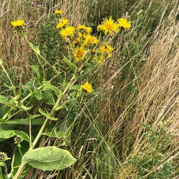 Inula helenium Цветок