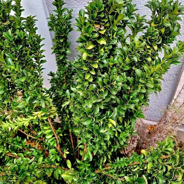 Euonymus japonicus Habit