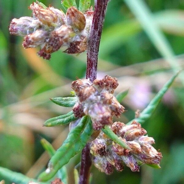 Artemisia vulgaris Çiçek