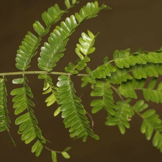 Pseudopiptadenia psilostachya Лист