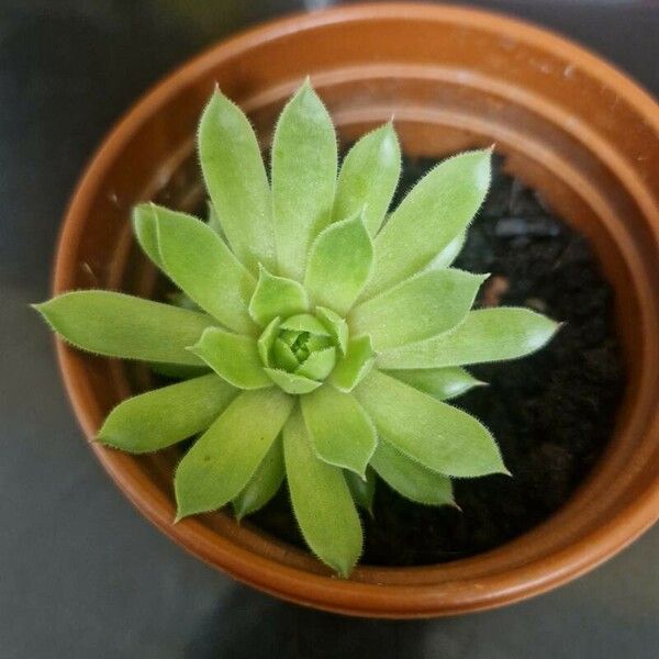 Sempervivum globiferum برگ