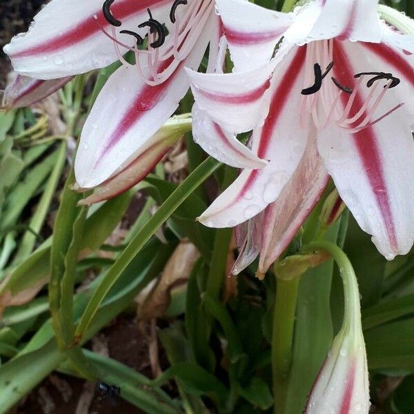 Crinum × amabile 花