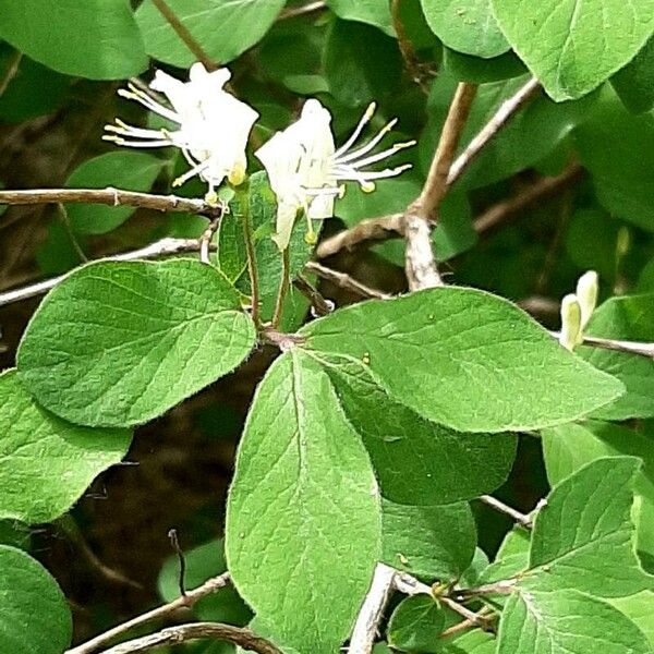 Lonicera xylosteum Flower