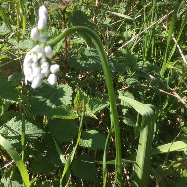 Allium neapolitanum Blodyn