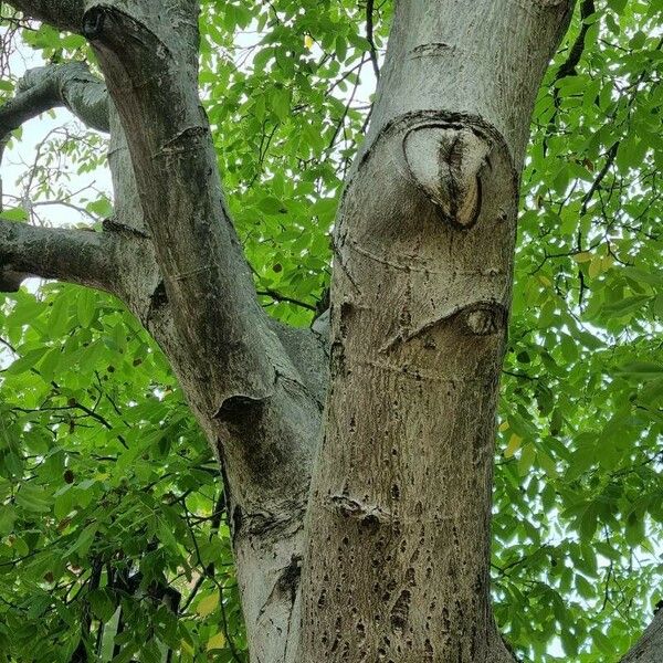 Fraxinus americana Кора