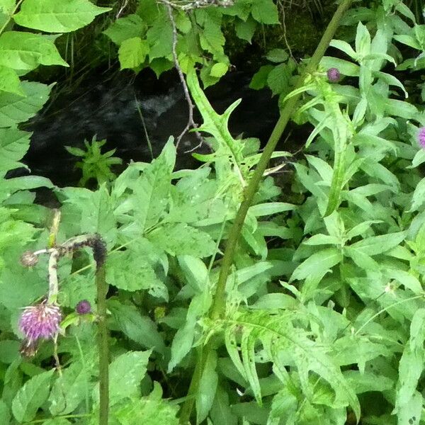 Cirsium rivulare Kabuk