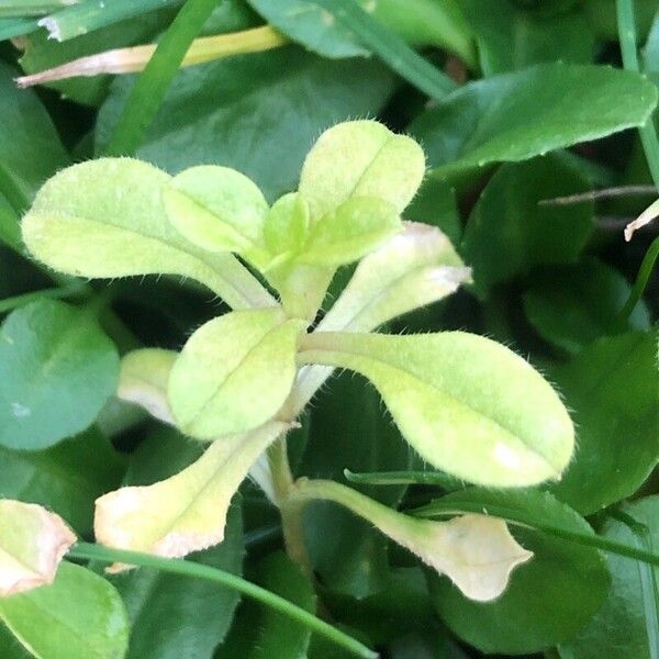 Cerastium glomeratum 葉