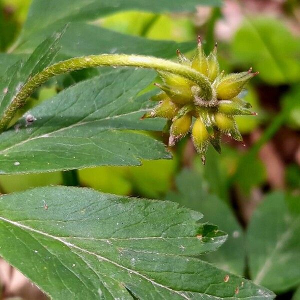 Anemonoides nemorosa Fruit